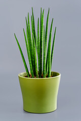 Sansevieria cylindrical on a gray background