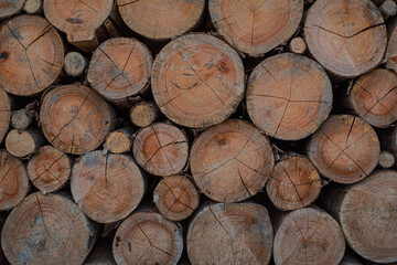 Section plane of natural wood log background