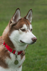 Fototapeta premium Siberian wolfdog, with heterochromia, in the park