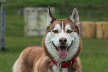 Siberian wolfdog, with heterochromia, in the park