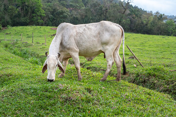 white cow grazing on grass