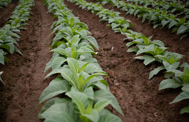Organic tobacco plantation in a row