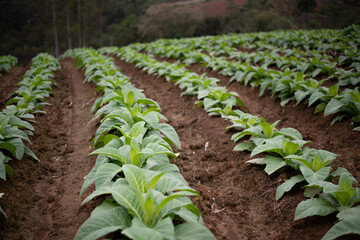 Organic tobacco plantation in a row