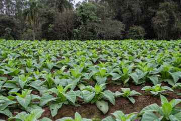 Organic tobacco plantation in a row