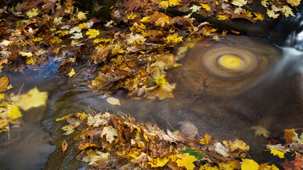 Autumn leaves swirl and rush along a small creek to form a colorful whirlpool.