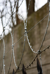 close-up barbed wire fence in garden