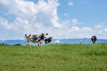 Three Black and white spotted cows