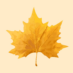 Sycamore Autumn Leaf Isolated