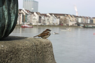 bird on a statue over the river