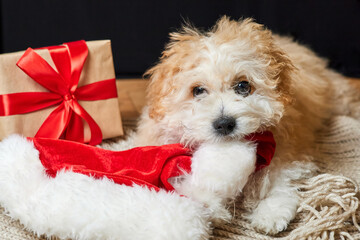 Maltipoo puppy chewing on Santa hat near christmas gift box
