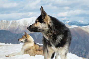 animals in the mountains, dogs in the snow, lying on a snowy slope, close-up
