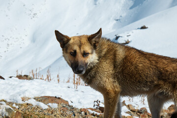 animals in the mountains, dogs in the snow, lying on a snowy slope, close-up
