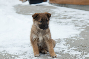 A puppy of a dog sitting in the snow, a small animal in winter, close-up