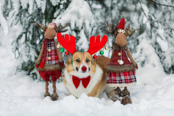 funny corgi dog puppy in masquerade horns next to Santa's toy reindeer stands in the New Year's park in the snow