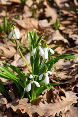 Snowdrops on a warm spring morning