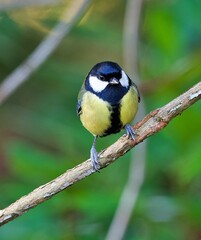 Coal Tit on a branch