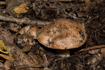 Edible Tricholoma populinum mushrooms  appeared from under fallen leaves in the forest. Mushrooms closeup.
