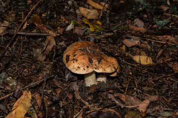 Tricholoma populinum mushrooms. Young mushrooms in the thick poplar forest. Mushrooms  closeup. Soft selective focus.