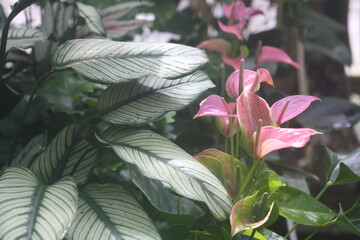 tropical plants