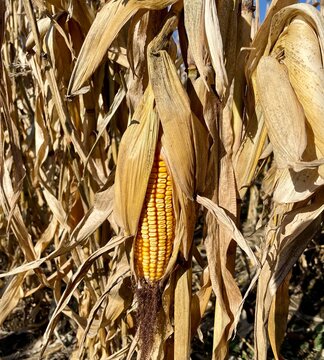 Close-up of corn growing in a field in autumn, Kelowna, British Columbia, Canada