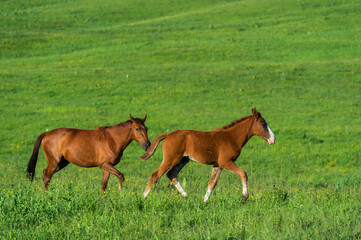 Obraz premium horse and foal