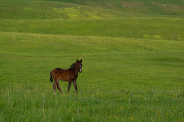 Naklejka na ściany i meble Foal on a high-mountainous hilly pasture rich in fresh green grass on a summer evening.