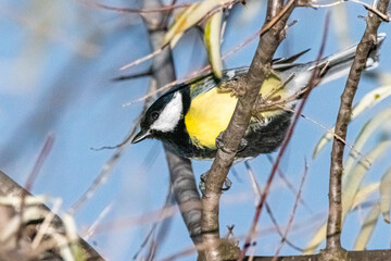 Great Tit perched on a tree branch