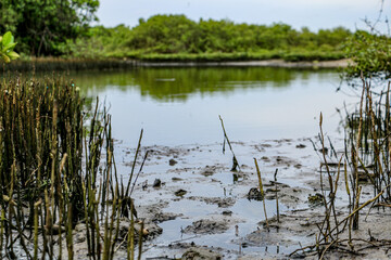 reeds in the water