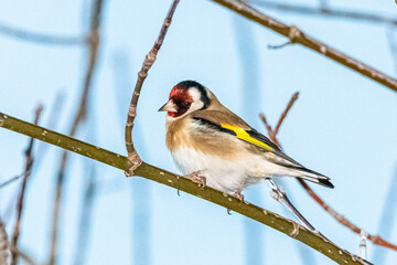 European Goldfinch perched on a tree branch