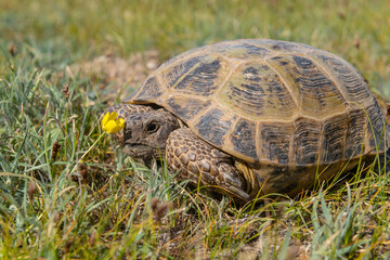 turtle on grass