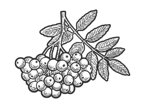rowanberry berry plant sketch engraving vector illustration. T-shirt apparel print design. Scratch board imitation. Black and white hand drawn image.