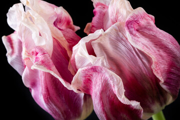 Close up of blooming pink tulips flower 
