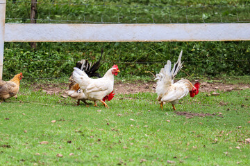 Bantam chickens are small, not tall and short legs, beautiful colors. They are living in the grass.