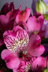 Fototapeta na wymiar Alstroemeria flowers or Peruvian lilies. They are considered a symbol of friendship.