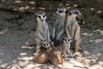 Fototapeta premium meerkats on guard
