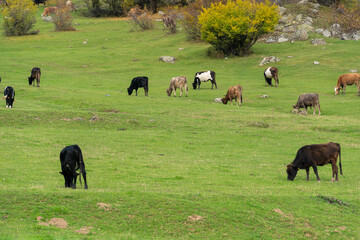 A lot of cows graze on the lawn on an autumn day