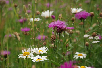 field of flowers