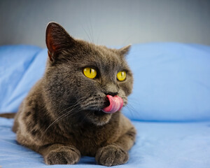 British gray cat washing on a blue sofa.  Image for veterinary clinics.