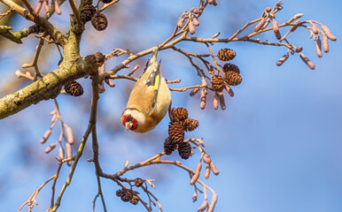 European Goldfinch, Carduelis carduelis, clinging and hanging upside down from a twig of an Alder...