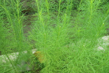 Lush green fines herbes asparagus