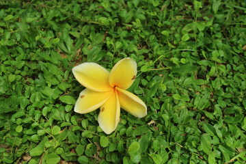 Fototapeta na wymiar frangipani flowers falling on green grass