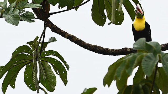 Keel-billed Toucan  (Ramphastos sulfuratus) perched on branch eating seedlings from Ambay pumpwood (Cecropia pachystachya) tree.