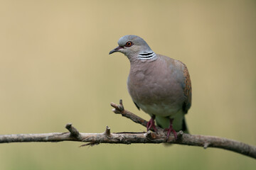 The European turtle dove (Streptopelia turtur)
