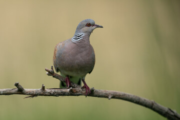 The European turtle dove (Streptopelia turtur)