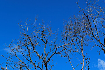 Dead trees and blue sky