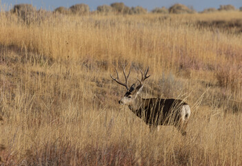 Mule Deer Buck in the Rut in Colorado in Autumn