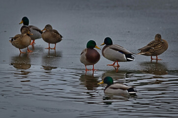 Mallard ducks on the border of the ice hole.
