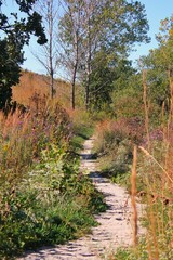 path in autumn forest