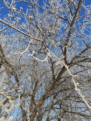 snow covered trees