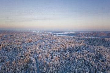 The frozen forest in Russian North